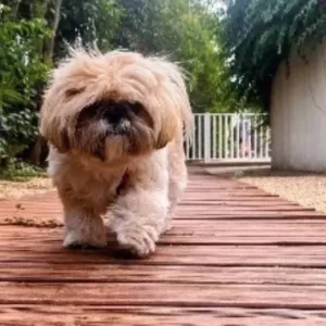 mas-saint-ange-chien-accepte-animaux